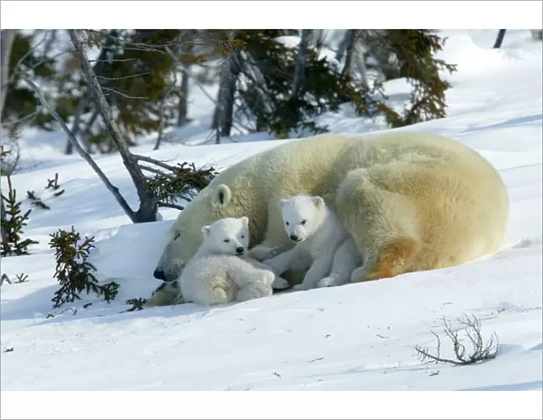 Polar Bear - sleeping female and cubs Churchill, Manitoba. Canada