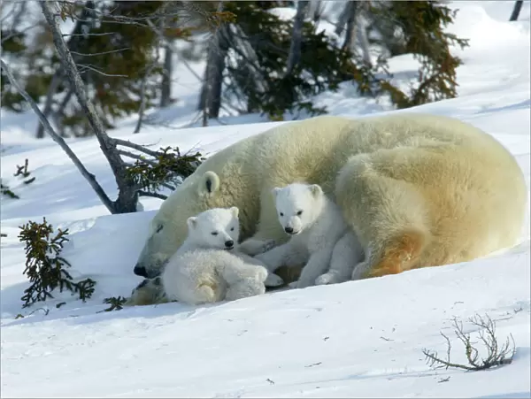 Polar Bear - sleeping female and cubs Churchill, Manitoba. Canada