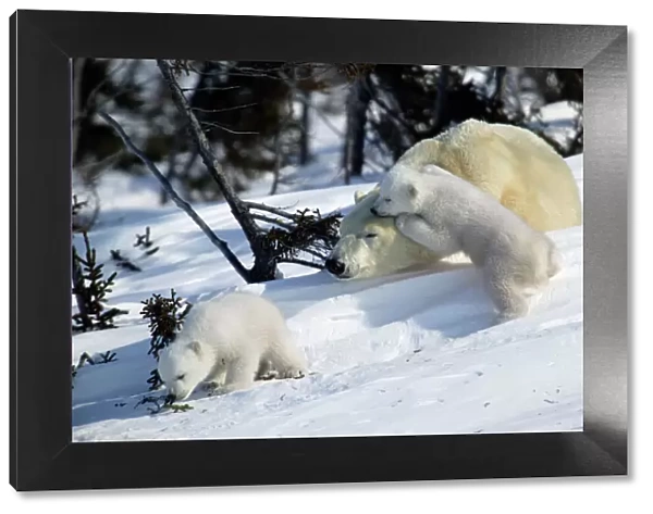 Polar Bear - sleeping female with young. Cubs play and sniff vegetation. Churchill, Manitoba. Canada