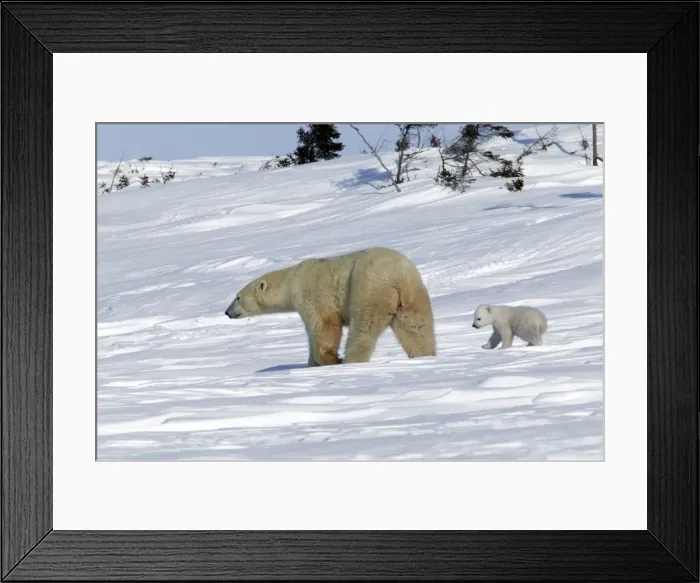 Framed Print : Polar Bear - female with young. Cub following mother through snow landscape. Churchill, Manitoba. Canada Framed Print : Polar Bear - female with young. Cub following mother through snow landscape. Churchill, Manitoba. Canada