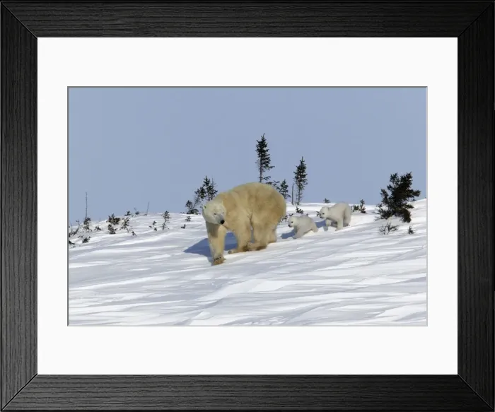 Framed Print : Polar Bear - female with young, cubs follow mother through snow. Churchill, Manitoba. Canada Framed Print : Polar Bear - female with young, cubs follow mother through snow. Churchill, Manitoba. Canada