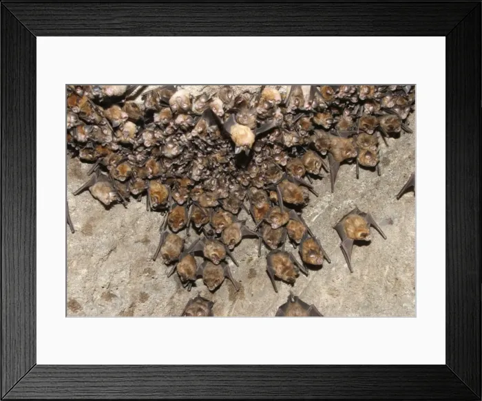 Framed Print : Great Indian Horseshoe Bats - mass hanging at roost. Bandhavgarh NP, India Framed Print : Great Indian Horseshoe Bats - mass hanging at roost. Bandhavgarh NP, India