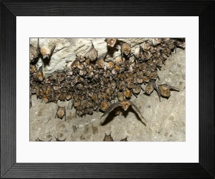 Framed Print : Great Indian Horseshoe Bats - mass hanging at roost, one in flight. Bandhavgarh NP, India Framed Print : Great Indian Horseshoe Bats - mass hanging at roost, one in flight. Bandhavgarh NP, India