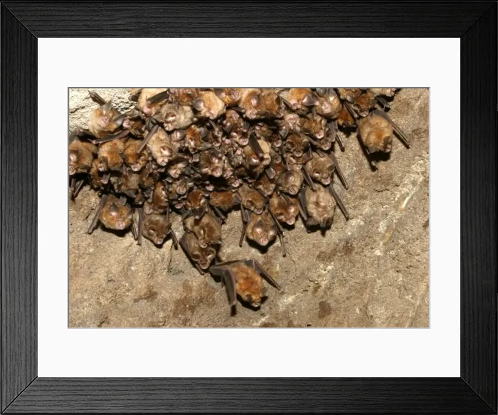 Framed Print : Great Indian Horseshoe Bats - mass hanging at roost. Bandhavgarh NP, India Framed Print : Great Indian Horseshoe Bats - mass hanging at roost. Bandhavgarh NP, India