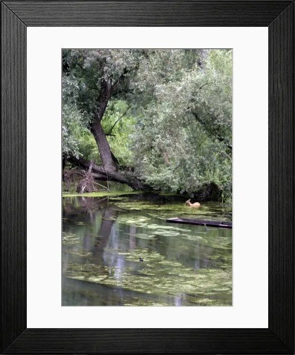 Framed Print : Roe Deer eating aquatic plants. - Alsace, France Framed Print : Roe Deer eating aquatic plants. - Alsace, France