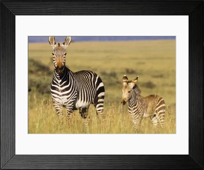 Framed Print : Cape Mountain Zebra - with young Framed Print : Cape Mountain Zebra - with young