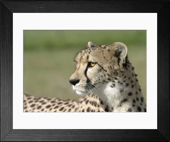 Framed Print : Cheetah Cape Province, South Africa Framed Print : Cheetah Cape Province, South Africa