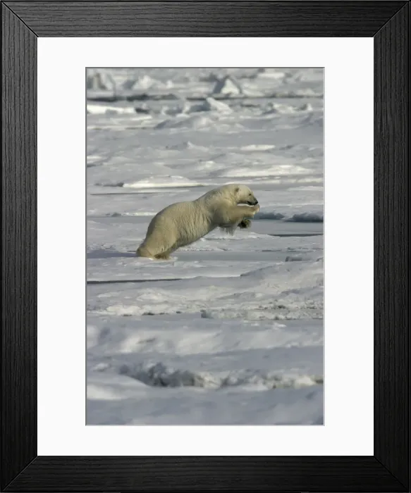 Framed Print : Polar Bear - jumping Svalbard Framed Print : Polar Bear - jumping Svalbard