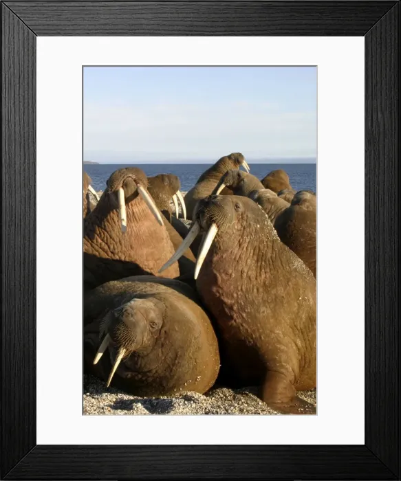 Framed Print : Whiskered / Atlantic Walrus - male. North Spitzberg - Svalbard Framed Print : Whiskered / Atlantic Walrus - male. North Spitzberg - Svalbard