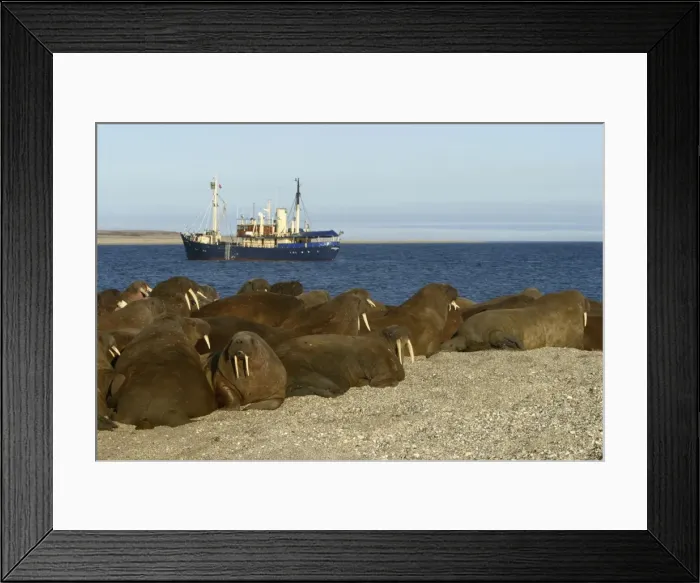 Framed Print : Whiskered / Atlantic Walrus. North Spitzberg - Svalbard Framed Print : Whiskered / Atlantic Walrus. North Spitzberg - Svalbard