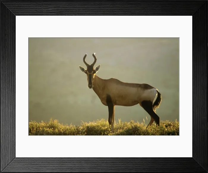 Framed Print : Red Hartebeest Framed Print : Red Hartebeest