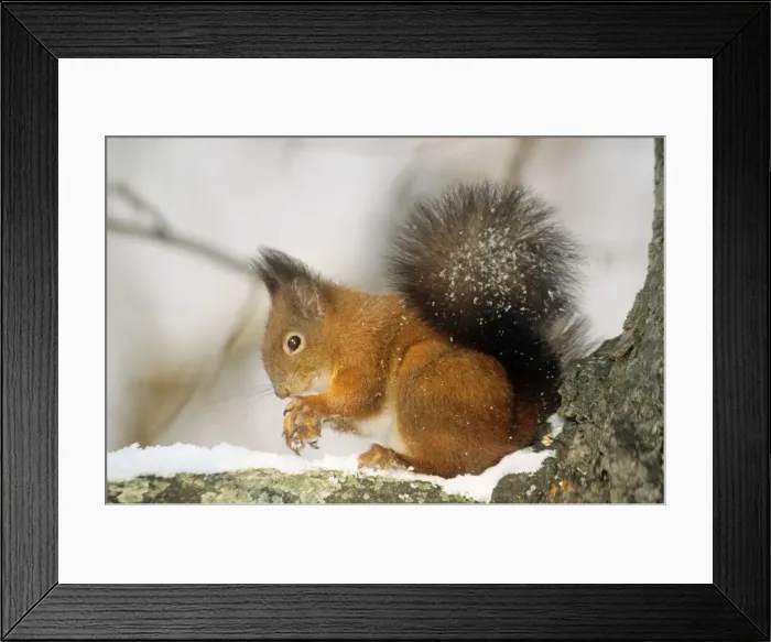 Framed Print : Red Squirrel Framed Print : Red Squirrel