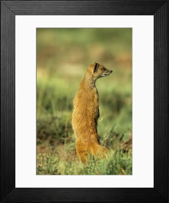 Framed Print : Yellow Mongoose Framed Print : Yellow Mongoose
