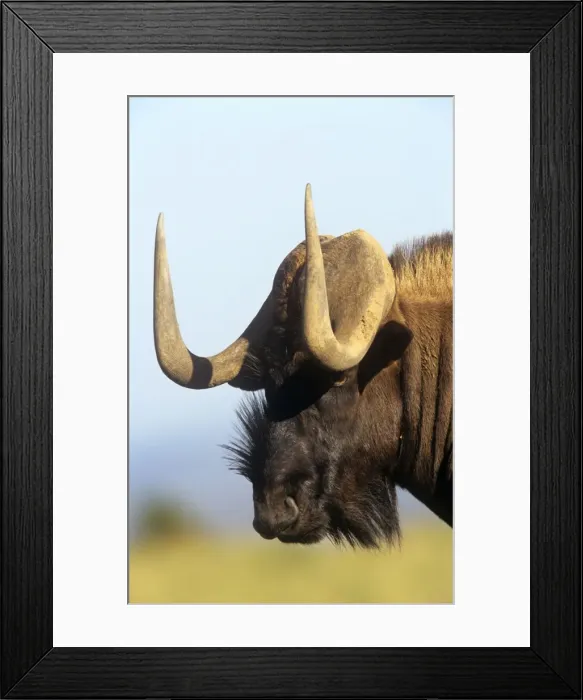 Framed Print : Black Wildebeest Framed Print : Black Wildebeest