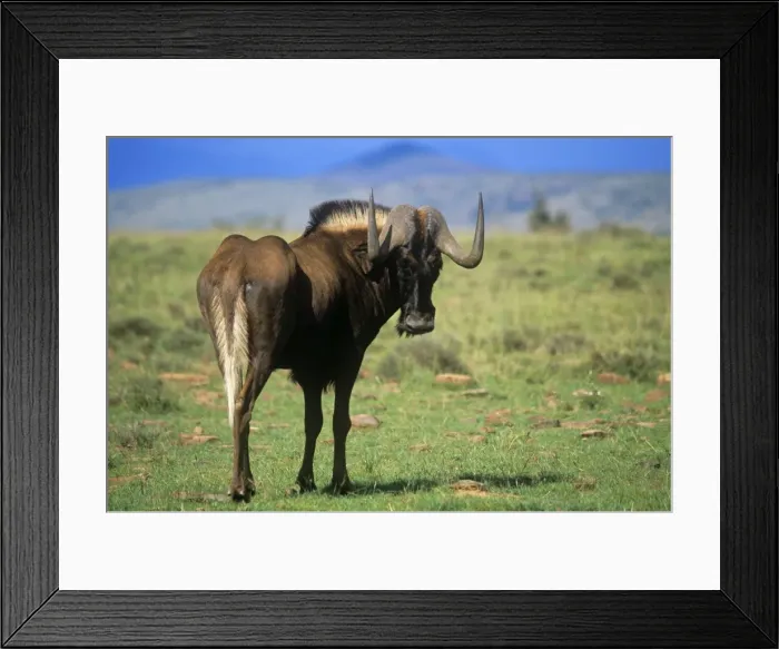 Framed Print : Black Wildebeest Framed Print : Black Wildebeest