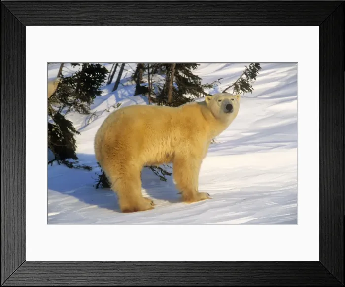 Framed Print : Polar Bear