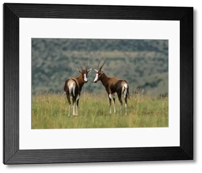 Framed Print : Blesbok. WAT-9970. BLESBOK. Damaliscus dorcas phillipsi Framed Print : Blesbok. WAT-9970. BLESBOK. Damaliscus dorcas phillipsi
