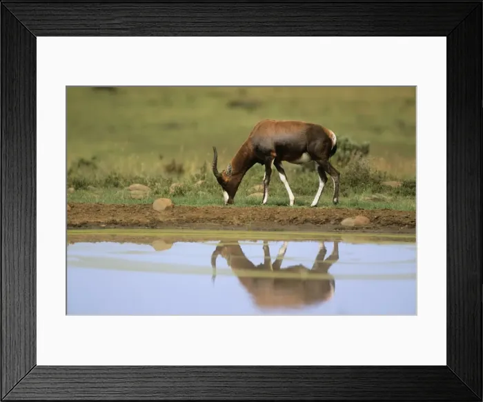 Framed Print : Blesbok. WAT-9972. BLESBOK. Damaliscus dorcas phillipsi Framed Print : Blesbok. WAT-9972. BLESBOK. Damaliscus dorcas phillipsi