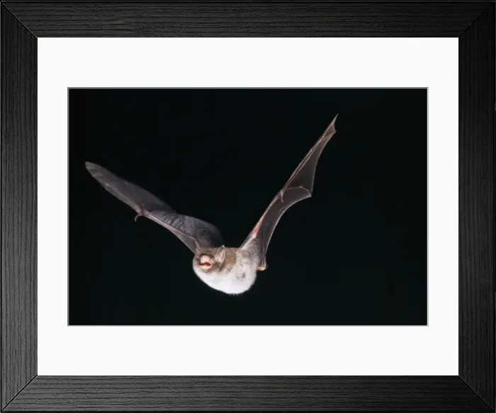 Framed Print : Daubenton's Bat - in flight Framed Print : Daubenton's Bat - in flight