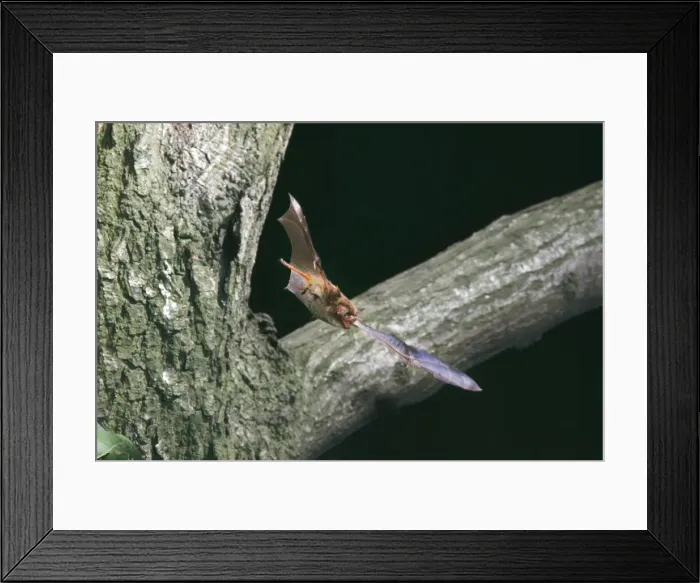 Framed Print : Noctule Bat - in flight Framed Print : Noctule Bat - in flight