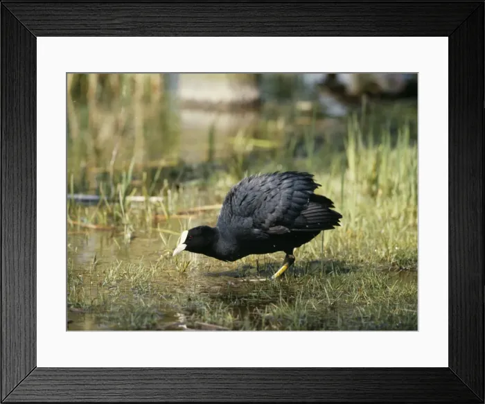 Framed Print : Coot. WC-829. COOT. Fulica atra. Werner Curth Framed Print : Coot. WC-829. COOT. Fulica atra. Werner Curth
