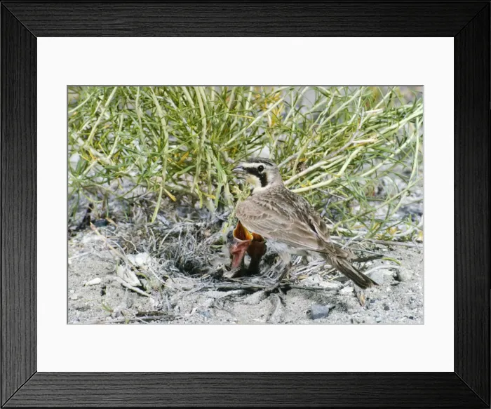 Framed Print : Horned Lark - at nest with young Framed Print : Horned Lark - at nest with young