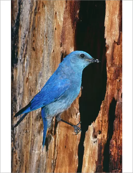 Mountain Bluebird Male. At nest