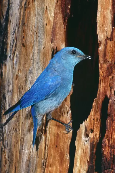 Mountain Bluebird Male. At nest