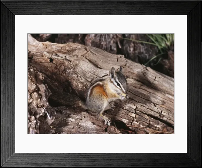 Framed Print : Lodgepole Chiomunk Framed Print : Lodgepole Chiomunk