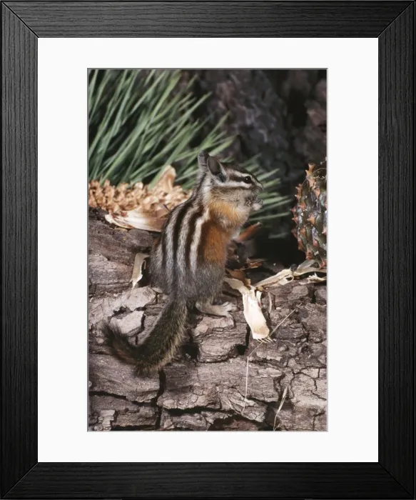 Framed Print : Lodgepole Chipmunk Framed Print : Lodgepole Chipmunk