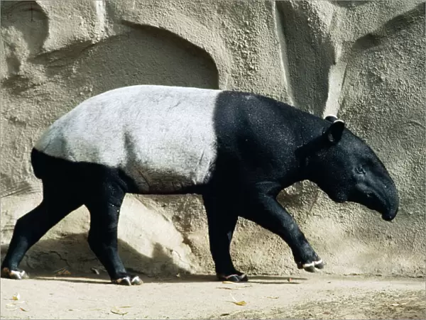 Malay  /  Sadle-backed Tapir