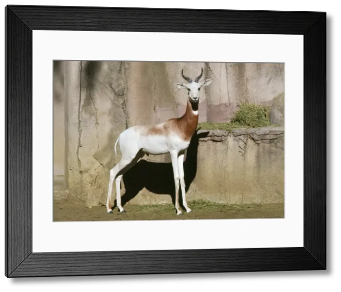 Framed Print : Addra / Dama / Red-shouldered / Red-necked Gazelle - endangered African Framed Print : Addra / Dama / Red-shouldered / Red-necked Gazelle - endangered African