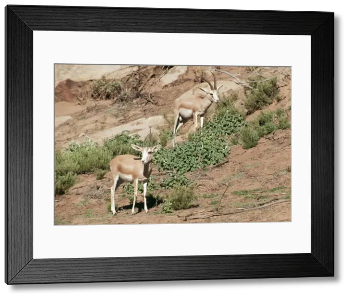 Framed Print : Sand Gazelle Male & Female Framed Print : Sand Gazelle Male & Female