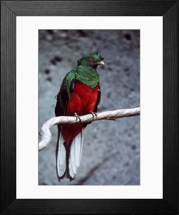 Framed Print : WW-3308 Crested QUETZAL - male, showing bright plumage Distribution: Venezuela, Peru, Ecuador, Bolivia, Columbia Pharomachrus antisianus Bonnie Weisser PLEASE READ OUR LICENCE TERMS Framed Print : WW-3308 Crested QUETZAL - male, showing bright plumage Distribution: Venezuela, Peru, Ecuador, Bolivia, Columbia Pharomachrus antisianus Bonnie Weisser PLEASE READ OUR LICENCE TERMS
