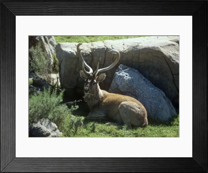 Framed Print : Eld's Deer / Brow-antlered Deer / Thamin - male, lying down Framed Print : Eld's Deer / Brow-antlered Deer / Thamin - male, lying down