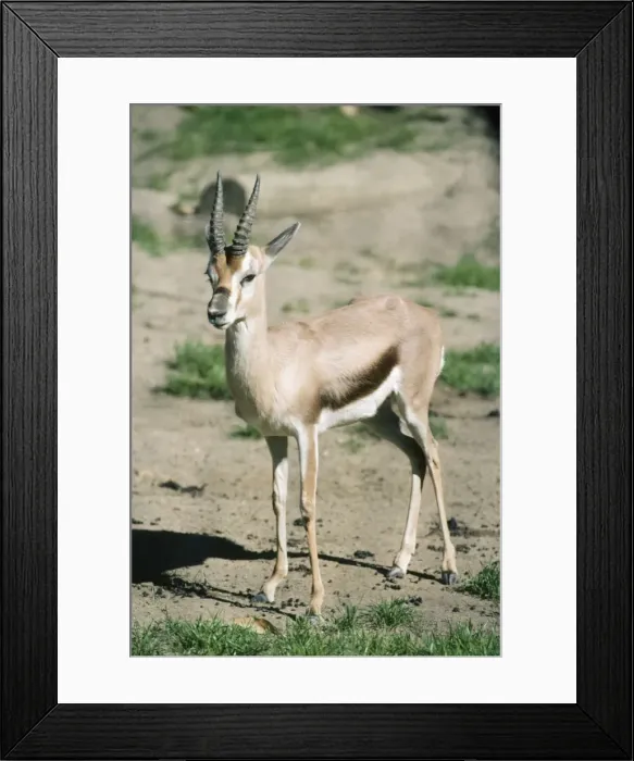 Framed Print : Speke's Gazelle Framed Print : Speke's Gazelle