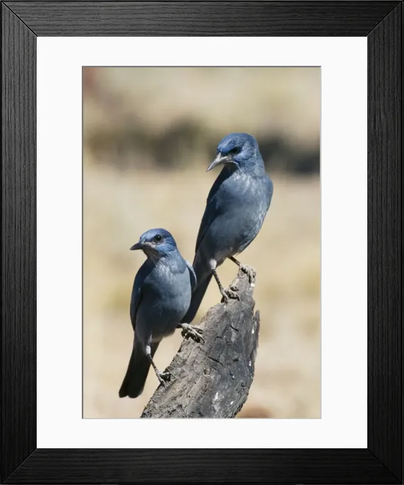 Framed Print : Pinyon Jay Framed Print : Pinyon Jay