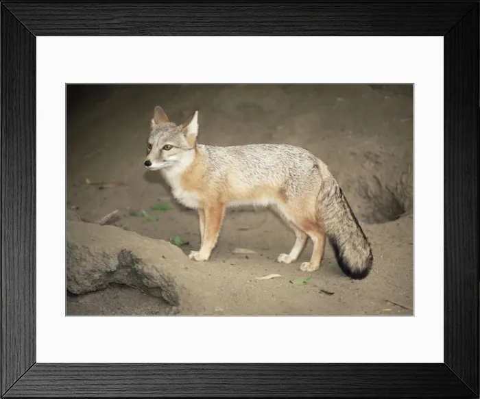 Framed Print : Kazakhstan Corsac Fox Framed Print : Kazakhstan Corsac Fox