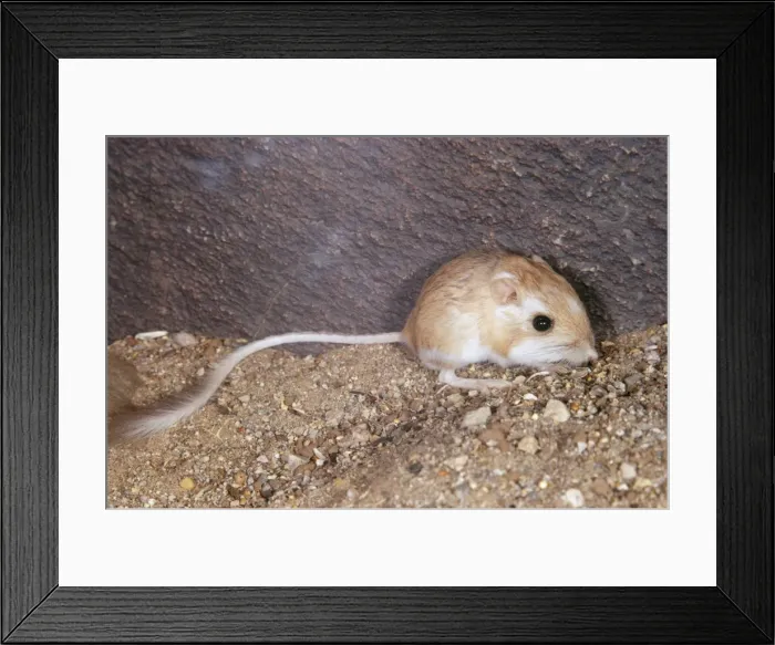 Framed Print : Merriam's Kangaroo Rat Framed Print : Merriam's Kangaroo Rat