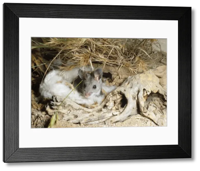 Framed Print : Deer Mouse At nest Framed Print : Deer Mouse At nest