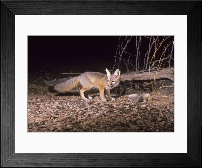 Framed Print : Kit Fox. WW-487. KIT FOX. Vulpes macrotis Framed Print : Kit Fox. WW-487. KIT FOX. Vulpes macrotis