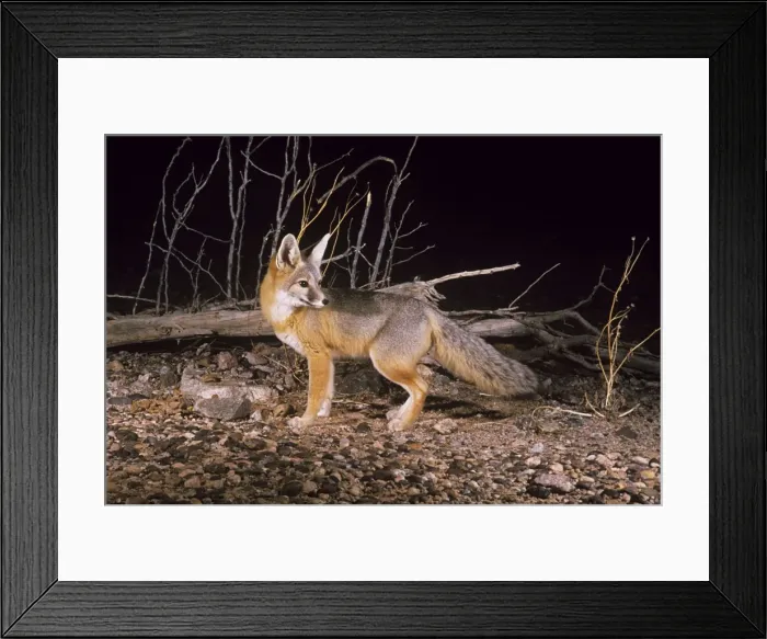 Framed Print : Kit Fox. WW-491. KIT FOX. Vulpes macrotis Framed Print : Kit Fox. WW-491. KIT FOX. Vulpes macrotis