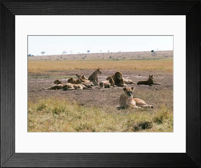 Framed Print : Lion - Pride Framed Print : Lion - Pride