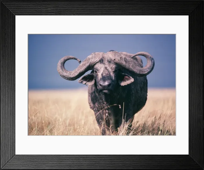 Framed Print : African / Cape Buffalo - viewed head-on Framed Print : African / Cape Buffalo - viewed head-on