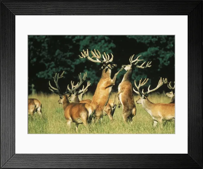 Framed Print : Red Deer Fighting, anterls in velvet too soft for fighting Framed Print : Red Deer Fighting, anterls in velvet too soft for fighting