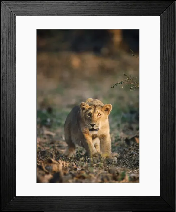 Framed Print : Asiatic / Indian Lion Gujarat, India Framed Print : Asiatic / Indian Lion Gujarat, India