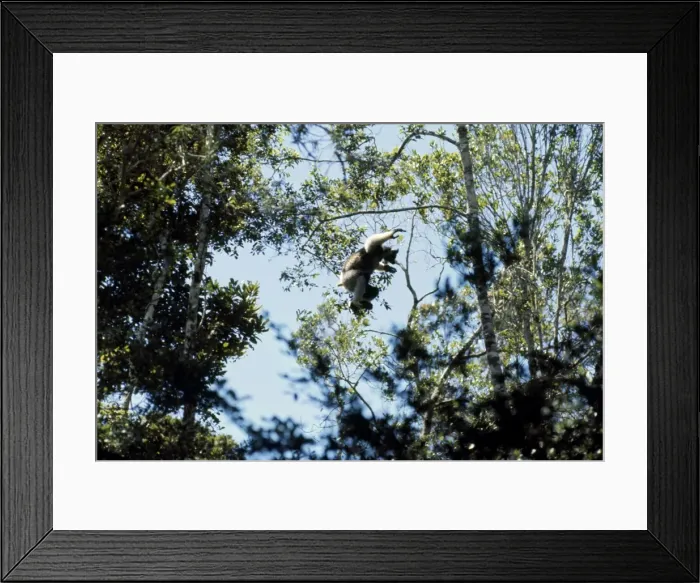 Framed Print : Indri - leaping between trees Framed Print : Indri - leaping between trees