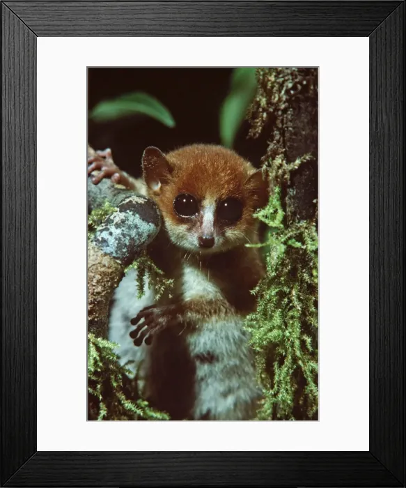 Framed Print : Mouse Lemur - Madagascar Framed Print : Mouse Lemur - Madagascar