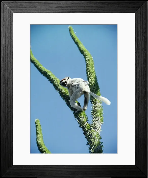 Framed Print : Verreuax's Sifaka Framed Print : Verreuax's Sifaka