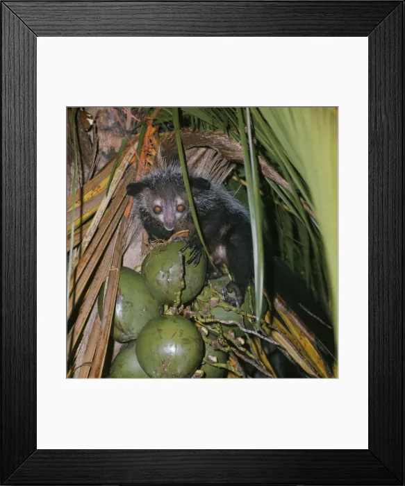 Framed Print : Aye Aye Madagascar Framed Print : Aye Aye Madagascar